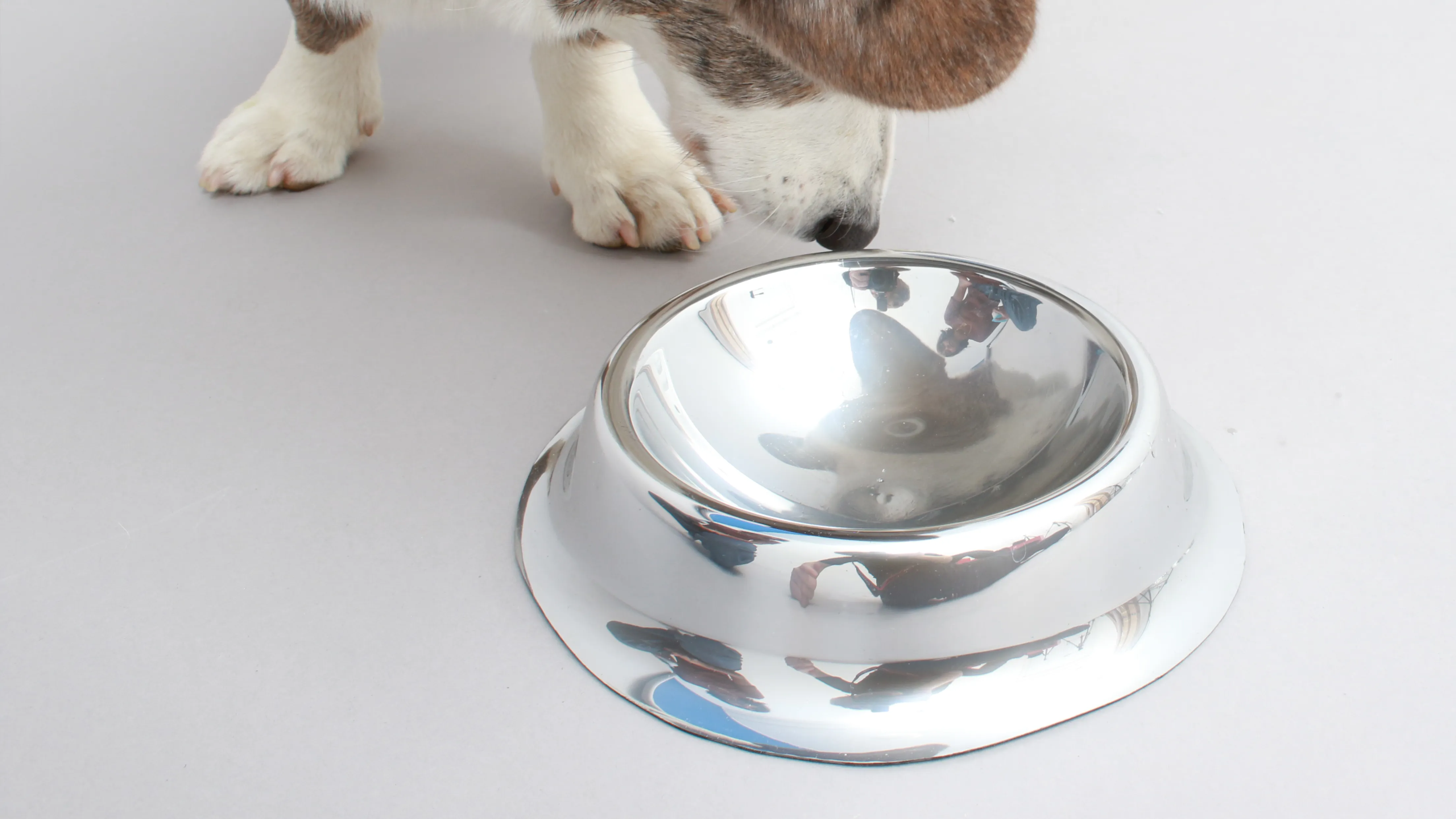 Close-up of a dog's muzzle and paws as it inspects a shiny dog bowl reflecting its face and surroundings.